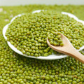 3.6-3.8mm bem Green mung bean para brotar